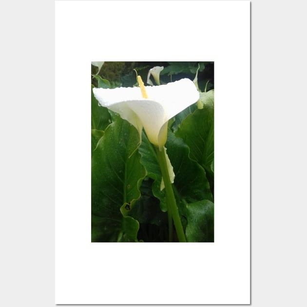 White Calla lily photo Wall Art by esvb